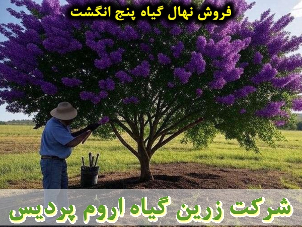 پنج انگشت, نهال گیاه پنج انگشت, قیمت نهال گیاه پنج انگشت, فروش نهال گیاه پنج انگشت, فروش قلمه گیاه پنج انگشت, خرید نهال گیاه پنج انگشت, خرید قلمه گیاه پنج انگشت, قیمت قلمه گیاه پنج انگشت, بنگرو, بنگله, درخت پاکدامنی, درخت زنان, فلفل بیابانی, بَنگَلِه, فلف