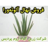 آلوئه‌ورا, آلو‌ورا, الوئه‌ورا, الو‌ورا, نهال آلوئه‌ورا, نشا آلوئه‌ورا, پاجوش آلوئه‌ورا, آلوئه‌ورا گلدانی, آلوئه‌ورا کیسه ای, قیمت نهال آلوئه‌ورا, تولید نهال آلوئه‌ورا, تولید پاجوش آلوئه‌ورا, فروش نهال آلوئه‌ورا, فروش پاجوش آلوئه‌ورا, خرید نهال آلوئه‌ورا, 