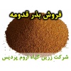 قدومه, بذر قدومه, فروش بذر قدومه, خرید بذر قدومه, قیمت بذر قدومه, کاشت بذر قدومه, کشت بذر قدومه, زراعت بذر قدومه, تولید بذر قدومه, رشد بذر قدومه, سبز شدن بذر قدومه, بذرگیری از قدومه, نام علمی قدومه, جنس قدومه