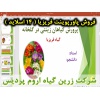 فریزیا, گیاه فریزیا, گل و گیاه زینتی, پاورپوینت فریزیا, ارائه فریزیا, دانلود پاورپوینت فریزیا, اسلاید فریزیا  برای ارائه در کلاس, گیاه شناسی فریزیا, اسم علمی فریزیا, اسم انگلیسی فریزیا, خانواده فریزیا, شرایط محیطی تولید فریزیا, دمای مناسب فریزیا, نور مناس