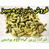 زیره سبز, بذر زیره سبز, فروش بذر زیره سبز, خرید بذر زیره سبز, قیمت بذر زیره سبز, کاشت بذر زیره سبز, کشت بذر زیره سبز, زراعت بذر زیره سبز, تولید بذر زیره سبز, رشد بذر زیره سبز, سبز شدن بذر زیره سبز, بذرگیری از زیره سبز