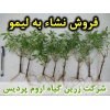 به لیمو, نشا به لیمو, نهال به لیمو, نشای به لیمو, نشائ به لیمو, نشاء به لیمو, قیمت نشا به لیمو, تولید نشا به لیمو, فروش نشا به لیمو, خرید نشا به لیمو, نشا ریشه لخت, نشا سینی نشا, کیسه ای, گلدانی