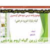 پاپایا, خربزه درختی, میوه گرمسیری, پاورپوینت پاپایا - خربزه درختی, ارائه پاپایا - خربزه درختی, دانلود پاورپوینت پاپایا - خربزه درختی, اسلاید پاپایا - خربزه درختی برای ارائه در کلاس, گیاه شناسی پاپایا, اسم علمی پاپایا, اسم انگلیسی پاپایا, خانواده پاپایا, م