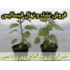 فیسالیس, نهال فیسالیس, نشا فیسالیس, , نشای فیسالیس, نشائ فیسالیس, نشاء فیسالیس, قیمت نهال فیسالیس, تولید نهال فیسالیس, تولید نشا فیسالیس, فروش نهال فیسالیس, فروش نشا فیسالیس, خرید نهال فیسالیس, خرید نشا فیسالیس, قیمت نشا فیسالیس, نشا ریشه لخت, نشا سینی نش