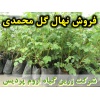 گل محمدی, نهال گل محمدی, قلمه گل محمدی, قیمت نهال گل محمدی, تولید نهال گل محمدی, تولید قلمه گل محمدی, فروش نهال گل محمدی, فروش قلمه گل محمدی, خرید نهال گل محمدی, خرید قلمه گل محمدی, قیمت قلمه گل محمدی