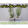 رزماری, نشا رزماری, نهال رزماری, نشای رزماری, نشائ رزماری, نشاء رزماری, قیمت نشا رزماری, قیمت نهال رزماری, تولید نشا رزماری, تولید نهال رزماری, فروش نشا رزماری, فروش نهال رزماری, خرید نشا رزماری, خرید نهال رزماری