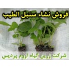 سنبل الطیب, نشا سنبل الطیب, نشای سنبل الطیب, نشائ سنبل الطیب, نشاء سنبل الطیب, قیمت نشا سنبل الطیب, تولید نشا سنبل الطیب, فروش نشا سنبل الطیب, خرید نشا سنبل الطیب, نشا ریشه لخت, نشا سینی نشا, کیسه ای, گلدانی