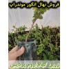 انگور موندراپ, نهال انگور موندراپ, قلمه انگور موندراپ, قیمت نهال انگور موندراپ, تولید نهال انگور موندراپ, تولید قلمه انگور موندراپ, فروش نهال انگور موندراپ, فروش قلمه انگور موندراپ, خرید نهال انگور موندراپ, خرید قلمه انگور موندراپ, قیمت قلمه انگور موندراپ