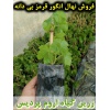 انگور قرمز بی دانه, نهال انگور قرمز بی دانه, قلمه انگور قرمز بی دانه, قیمت نهال انگور قرمز بی دانه, تولید نهال انگور قرمز بی دانه, تولید قلمه انگور قرمز بی دانه, فروش نهال انگور قرمز بی دانه, فروش قلمه انگور قرمز بی دانه, خرید نهال انگور قرمز بی دانه, خری