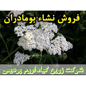 بومادران, نشا بومادران, نشا بومادران سفید, نشای بومادران, نشائ بومادران, نشاء بومادران, قیمت نشا بومادران, تولید نشا بومادران, فروش نشا بومادران, خرید نشا بومادران, نشا ریشه لخت, نشا سینی نشا, کیسه ای, گلدانی