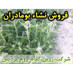 بومادران, نشا بومادران, نشا بومادران سفید, نشای بومادران, نشائ بومادران, نشاء بومادران, قیمت نشا بومادران, تولید نشا بومادران, فروش نشا بومادران, خرید نشا بومادران, نشا ریشه لخت, نشا سینی نشا, کیسه ای, گلدانی