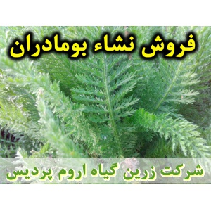 بومادران, نشا بومادران, نشا بومادران سفید, نشای بومادران, نشائ بومادران, نشاء بومادران, قیمت نشا بومادران, تولید نشا بومادران, فروش نشا بومادران, خرید نشا بومادران, نشا ریشه لخت, نشا سینی نشا, کیسه ای, گلدانی