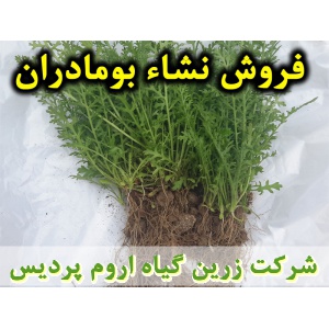 بومادران, نشا بومادران, نشا بومادران سفید, نشای بومادران, نشائ بومادران, نشاء بومادران, قیمت نشا بومادران, تولید نشا بومادران, فروش نشا بومادران, خرید نشا بومادران, نشا ریشه لخت, نشا سینی نشا, کیسه ای, گلدانی