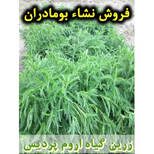 بومادران, نشا بومادران, نشا بومادران سفید, نشای بومادران, نشائ بومادران, نشاء بومادران, قیمت نشا بومادران, تولید نشا بومادران, فروش نشا بومادران, خرید نشا بومادران, نشا ریشه لخت, نشا سینی نشا, کیسه ای, گلدانی