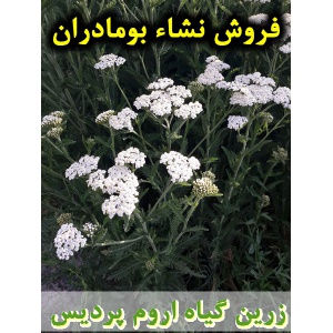 بومادران, نشا بومادران, نشا بومادران سفید, نشای بومادران, نشائ بومادران, نشاء بومادران, قیمت نشا بومادران, تولید نشا بومادران, فروش نشا بومادران, خرید نشا بومادران, نشا ریشه لخت, نشا سینی نشا, کیسه ای, گلدانی