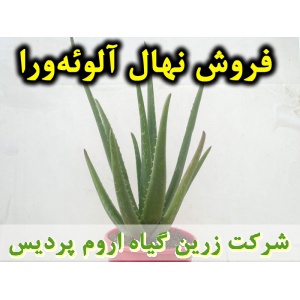 آلوئه‌ورا, آلو‌ورا, الوئه‌ورا, الو‌ورا, نهال آلوئه‌ورا, نشا آلوئه‌ورا, پاجوش آلوئه‌ورا, آلوئه‌ورا گلدانی, آلوئه‌ورا کیسه ای, قیمت نهال آلوئه‌ورا, تولید نهال آلوئه‌ورا, تولید پاجوش آلوئه‌ورا, فروش نهال آلوئه‌ورا, فروش پاجوش آلوئه‌ورا, خرید نهال آلوئه‌ورا, 