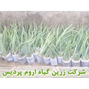آلوئه‌ورا, آلو‌ورا, الوئه‌ورا, الو‌ورا, نهال آلوئه‌ورا, نشا آلوئه‌ورا, پاجوش آلوئه‌ورا, آلوئه‌ورا گلدانی, آلوئه‌ورا کیسه ای, قیمت نهال آلوئه‌ورا, تولید نهال آلوئه‌ورا, تولید پاجوش آلوئه‌ورا, فروش نهال آلوئه‌ورا, فروش پاجوش آلوئه‌ورا, خرید نهال آلوئه‌ورا, 