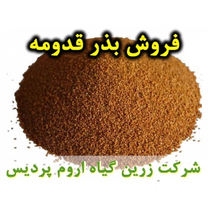 قدومه, بذر قدومه, فروش بذر قدومه, خرید بذر قدومه, قیمت بذر قدومه, کاشت بذر قدومه, کشت بذر قدومه, زراعت بذر قدومه, تولید بذر قدومه, رشد بذر قدومه, سبز شدن بذر قدومه, بذرگیری از قدومه, نام علمی قدومه, جنس قدومه