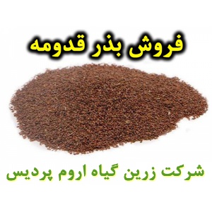قدومه, بذر قدومه, فروش بذر قدومه, خرید بذر قدومه, قیمت بذر قدومه, کاشت بذر قدومه, کشت بذر قدومه, زراعت بذر قدومه, تولید بذر قدومه, رشد بذر قدومه, سبز شدن بذر قدومه, بذرگیری از قدومه, نام علمی قدومه, جنس قدومه