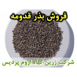 قدومه, بذر قدومه, فروش بذر قدومه, خرید بذر قدومه, قیمت بذر قدومه, کاشت بذر قدومه, کشت بذر قدومه, زراعت بذر قدومه, تولید بذر قدومه, رشد بذر قدومه, سبز شدن بذر قدومه, بذرگیری از قدومه, نام علمی قدومه, جنس قدومه