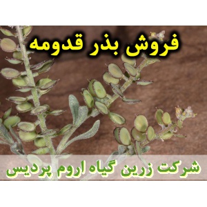 قدومه, بذر قدومه, فروش بذر قدومه, خرید بذر قدومه, قیمت بذر قدومه, کاشت بذر قدومه, کشت بذر قدومه, زراعت بذر قدومه, تولید بذر قدومه, رشد بذر قدومه, سبز شدن بذر قدومه, بذرگیری از قدومه, نام علمی قدومه, جنس قدومه