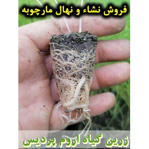 مارچوبه, نشا مارچوبه, نهال مارچوبه, نشای مارچوبه, نشائ مارچوبه, نشاء مارچوبه, قیمت نشا مارچوبه, قیمت نهال مارچوبه, تولید نشا مارچوبه, تولید نهال مارچوبه, فروش نشا مارچوبه, فروش نهال مارچوبه, خرید نشا مارچوبه, خرید نهال مارچوبه