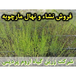 مارچوبه, نشا مارچوبه, نهال مارچوبه, نشای مارچوبه, نشائ مارچوبه, نشاء مارچوبه, قیمت نشا مارچوبه, قیمت نهال مارچوبه, تولید نشا مارچوبه, تولید نهال مارچوبه, فروش نشا مارچوبه, فروش نهال مارچوبه, خرید نشا مارچوبه, خرید نهال مارچوبه