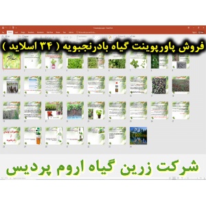 بادرنجبویه, گیاه بادرنجبویه, پاورپوینت بادرنجبویه, ارائه بادرنجبویه, دانلود پاورپوینت بادرنجبویه, اسلاید بادرنجبویه برای ارائه در کلاس, گیاه شناشی بادرنجبویه, برداشت بادرنجبویه, مشخصات گیاه بادرنجبویه, نام انگلیسی بادرنجبویه, نام علمی بادرنجبویه, خانواده 