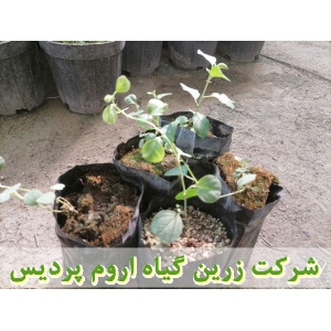نهال کور, نهال لگجی, نهال هندوانه کوهی, نهال داغ قارپوزی, کاشت, زراعت, خرید, فروش,کاربرد دارویی کور, کاربرد دارویی لگجی, برداشت, فرآوری, بسته بندی, صادرات, ترشی, بهره برداری اقتصادی