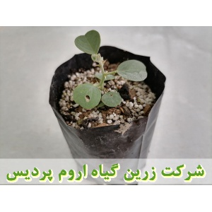 نهال کور, نهال لگجی, نهال هندوانه کوهی, نهال داغ قارپوزی, کاشت, زراعت, خرید, فروش,کاربرد دارویی کور, کاربرد دارویی لگجی, برداشت, فرآوری, بسته بندی, صادرات, ترشی, بهره برداری اقتصادی