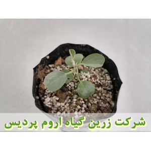 نهال کور, نهال لگجی, نهال هندوانه کوهی, نهال داغ قارپوزی, کاشت, زراعت, خرید, فروش,کاربرد دارویی کور, کاربرد دارویی لگجی, برداشت, فرآوری, بسته بندی, صادرات, ترشی, بهره برداری اقتصادی