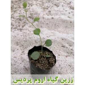 نهال کور, نهال لگجی, نهال هندوانه کوهی, نهال داغ قارپوزی, کاشت, زراعت, خرید, فروش,کاربرد دارویی کور, کاربرد دارویی لگجی, برداشت, فرآوری, بسته بندی, صادرات, ترشی, بهره برداری اقتصادی
