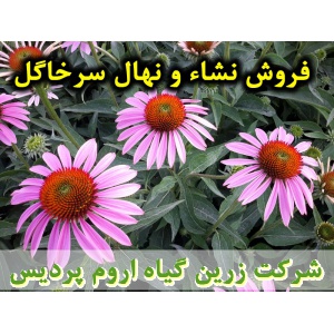 سرخارگل, نشا سرخارگل, نهال سرخارگل, نشای سرخارگل, نشائ سرخارگل, نشاء سرخارگل, قیمت نشا سرخارگل, قیمت نهال سرخارگل, تولید نشا سرخارگل, تولید نهال سرخارگل, فروش نشا سرخارگل, فروش نهال سرخارگل, خرید نشا سرخارگل, خرید نهال سرخارگل