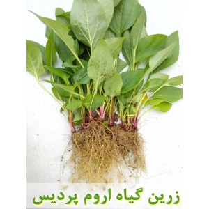 سرخارگل, نشا سرخارگل, نهال سرخارگل, نشای سرخارگل, نشائ سرخارگل, نشاء سرخارگل, قیمت نشا سرخارگل, قیمت نهال سرخارگل, تولید نشا سرخارگل, تولید نهال سرخارگل, فروش نشا سرخارگل, فروش نهال سرخارگل, خرید نشا سرخارگل, خرید نهال سرخارگل