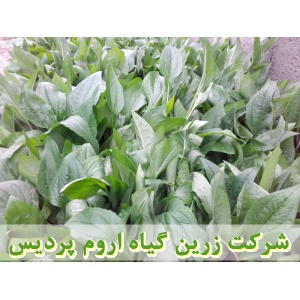 سرخارگل, نشا سرخارگل, نهال سرخارگل, نشای سرخارگل, نشائ سرخارگل, نشاء سرخارگل, قیمت نشا سرخارگل, قیمت نهال سرخارگل, تولید نشا سرخارگل, تولید نهال سرخارگل, فروش نشا سرخارگل, فروش نهال سرخارگل, خرید نشا سرخارگل, خرید نهال سرخارگل