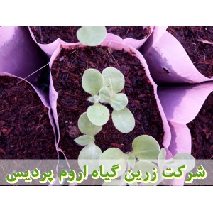 گل گاوزبان, نشا گل گاوزبان, نهال گل گاوزبان, نشای گل گاوزبان, نشائ گل گاوزبان, نشاء گل گاوزبان, قیمت نشا گل گاوزبان, قیمت نهال گل گاوزبان, تولید نشا گل گاوزبان, تولید نهال گل گاوزبان, فروش نشا گل گاوزبان, فروش نهال گل گاوزبان, خرید نشا گل گاوزبان, خرید نه