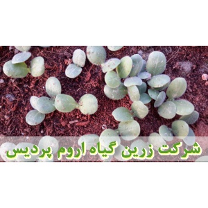 گل گاوزبان, نشا گل گاوزبان, نهال گل گاوزبان, نشای گل گاوزبان, نشائ گل گاوزبان, نشاء گل گاوزبان, قیمت نشا گل گاوزبان, قیمت نهال گل گاوزبان, تولید نشا گل گاوزبان, تولید نهال گل گاوزبان, فروش نشا گل گاوزبان, فروش نهال گل گاوزبان, خرید نشا گل گاوزبان, خرید نه