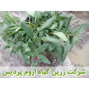 گل گاوزبان, نشا گل گاوزبان, نهال گل گاوزبان, نشای گل گاوزبان, نشائ گل گاوزبان, نشاء گل گاوزبان, قیمت نشا گل گاوزبان, قیمت نهال گل گاوزبان, تولید نشا گل گاوزبان, تولید نهال گل گاوزبان, فروش نشا گل گاوزبان, فروش نهال گل گاوزبان, خرید نشا گل گاوزبان, خرید نه