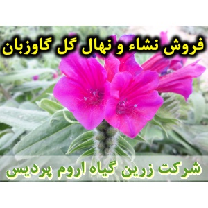 گل گاوزبان, نشا گل گاوزبان, نهال گل گاوزبان, نشای گل گاوزبان, نشائ گل گاوزبان, نشاء گل گاوزبان, قیمت نشا گل گاوزبان, قیمت نهال گل گاوزبان, تولید نشا گل گاوزبان, تولید نهال گل گاوزبان, فروش نشا گل گاوزبان, فروش نهال گل گاوزبان, خرید نشا گل گاوزبان, خرید نه