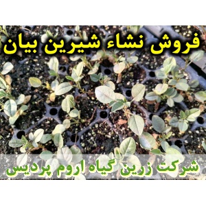 شیرین بیان, نشا شیرین بیان, نشای شیرین بیان, نشائ شیرین بیان, نشاء شیرین بیان, قیمت نشا شیرین بیان, تولید نشا شیرین بیان, فروش نشا شیرین بیان, خرید نشا شیرین بیان, نشا ریشه لخت, نشا سینی نشا, کیسه ای, گلدانی