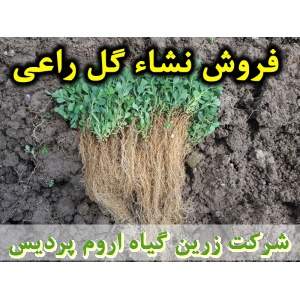گل راعی, نشا گل راعی, نشای گل راعی, نشائ گل راعی, نشاء گل راعی, قیمت نشا گل راعی, تولید نشا گل راعی, فروش نشا گل راعی, خرید نشا گل راعی, نشا ریشه لخت, نشا سینی نشا, کیسه ای, گلدانی