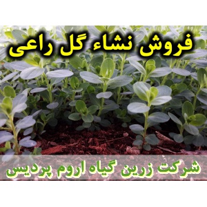 گل راعی, نشا گل راعی, نشای گل راعی, نشائ گل راعی, نشاء گل راعی, قیمت نشا گل راعی, تولید نشا گل راعی, فروش نشا گل راعی, خرید نشا گل راعی, نشا ریشه لخت, نشا سینی نشا, کیسه ای, گلدانی