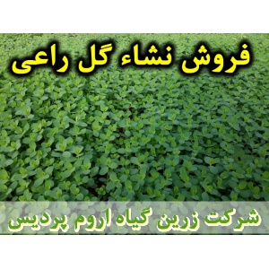 گل راعی, نشا گل راعی, نشای گل راعی, نشائ گل راعی, نشاء گل راعی, قیمت نشا گل راعی, تولید نشا گل راعی, فروش نشا گل راعی, خرید نشا گل راعی, نشا ریشه لخت, نشا سینی نشا, کیسه ای, گلدانی