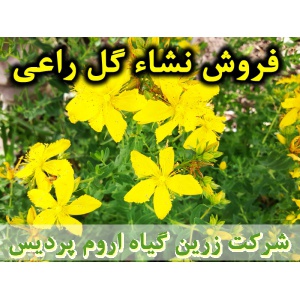 گل راعی, نشا گل راعی, نشای گل راعی, نشائ گل راعی, نشاء گل راعی, قیمت نشا گل راعی, تولید نشا گل راعی, فروش نشا گل راعی, خرید نشا گل راعی, نشا ریشه لخت, نشا سینی نشا, کیسه ای, گلدانی