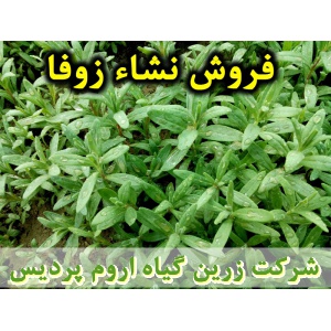 زوفا, نشا زوفا, نشای زوفا, نشائ زوفا, نشاء زوفا, قیمت نشا زوفا, تولید نشا زوفا, فروش نشا زوفا, خرید نشا زوفا, نشا ریشه لخت, نشا سینی نشا, کیسه ای, گلدانی