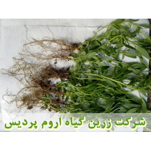 زوفا, نشا زوفا, نشای زوفا, نشائ زوفا, نشاء زوفا, قیمت نشا زوفا, تولید نشا زوفا, فروش نشا زوفا, خرید نشا زوفا, نشا ریشه لخت, نشا سینی نشا, کیسه ای, گلدانی