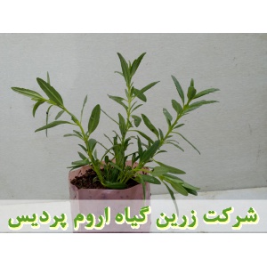 زوفا, نشا زوفا, نشای زوفا, نشائ زوفا, نشاء زوفا, قیمت نشا زوفا, تولید نشا زوفا, فروش نشا زوفا, خرید نشا زوفا, نشا ریشه لخت, نشا سینی نشا, کیسه ای, گلدانی