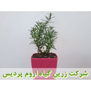 زوفا, نشا زوفا, نشای زوفا, نشائ زوفا, نشاء زوفا, قیمت نشا زوفا, تولید نشا زوفا, فروش نشا زوفا, خرید نشا زوفا, نشا ریشه لخت, نشا سینی نشا, کیسه ای, گلدانی