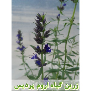 زوفا, نشا زوفا, نشای زوفا, نشائ زوفا, نشاء زوفا, قیمت نشا زوفا, تولید نشا زوفا, فروش نشا زوفا, خرید نشا زوفا, نشا ریشه لخت, نشا سینی نشا, کیسه ای, گلدانی