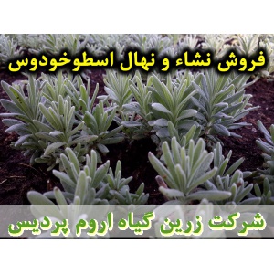 اسطوخودوس, نشا اسطوخودوس, نشای اسطوخودوس, نشائ اسطوخودوس, نشاء اسطوخودوس, قیمت نشا اسطوخودوس, تولید نشا اسطوخودوس, فروش نشا اسطوخودوس, خرید نشا اسطوخودوس, نشا ریشه لخت, نشا سینی نشا, کیسه ای, گلدانی